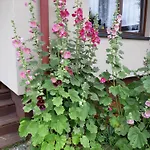 Korsarz * 鲁斯诺沃