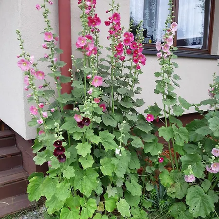 Korsarz * Rusinowo (Slawno)