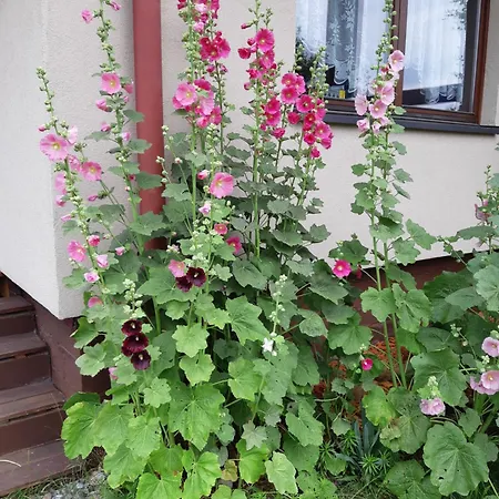 Korsarz * Rusinowo (Slawno)