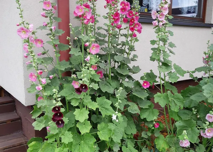 Korsarz * Rusinowo (Slawno)